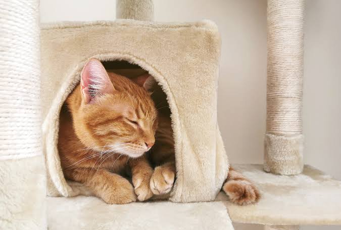 Our Cat House Project for Stray Cats Has Launched